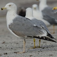 3cy (3� inverno), novembre