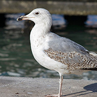 3cy (2� inverno), Venezia, 3.02.2013