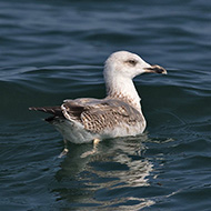 2cy, Lago di Garda (VR), 25.09.2016