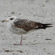 2cy (1� inverno) con becco anomalo, Chioggia (VE), 13.01.2013