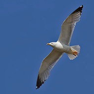 adulto in abito riproduttivo, maggio