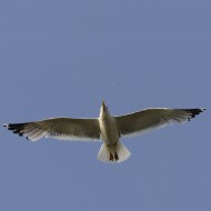 adulto in abito riproduttivo, Mestre (VE), 7.07.2011