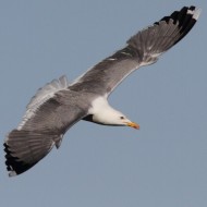 adulto in abito riproduttivo, Vallesina (VE), 14.05.2013