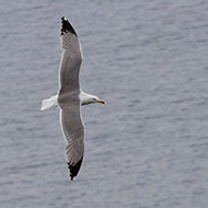 adulto in abito riproduttivo, aprile
