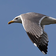 adulto in abito riproduttivo, giugno