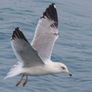 3cy (3� inverno), Chioggia (VE), 15.11.2009