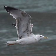 3cy (3� inverno), Verona, 26.12.2018