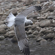 3cy (3� inverno), Verona, 26.12.2018