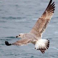 2cy (2� inverno), Chioggia (VE), 15.11.2009