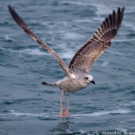 1cy (1� inverno), Chioggia (VE), 15.11.2009