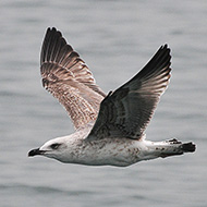 1cy (1� inverno), novembre