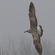 1cy (1� inverno), Verona, 26.12.2018