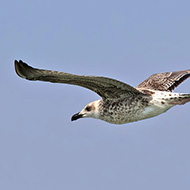 giovane, Delta del Po (RO), 20.08.2016