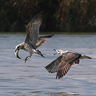 giovani, Delta del Po (RO), 20.08.2016