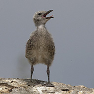 pullo, Malcesine (VR), 26.05.2018
