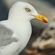 adulto in abito riproduttivo, luglio