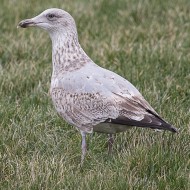 3cy (2� inverno), febbraio