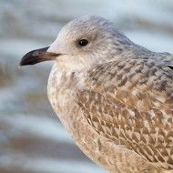 1cy (1� inverno), dicembre