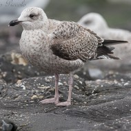 2cy (1� inverno), febbraio