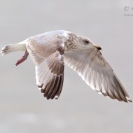 3cy (2� inverno), gennaio