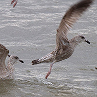 2cy (1� inverno), gennaio