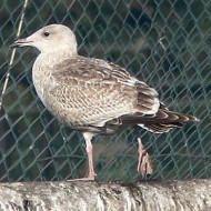 1cy (1� inverno - a ds) con gabbiani reali, Chioggia (VE), 7.11.2015