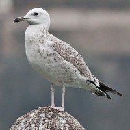 2cy (1� inverno), Garda (VR), 9.01.2011