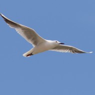 adulto in abito riproduttivo, giugno