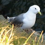 adulto in abito riproduttivo