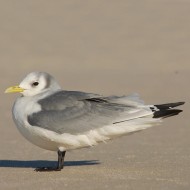 adulto in abito invernale, maggio