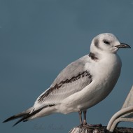 2cy (1�inverno), gennaio