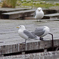 adulti in abito riproduttivo, giugno