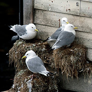 adulti in abito riproduttivo, giugno