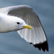 adulto in abito riproduttivo, giugno