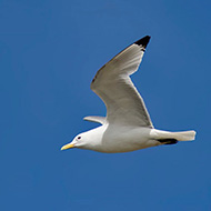 adulto in abito riproduttivo, giugno