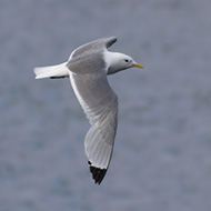 adulto in abito riproduttivo, giugno