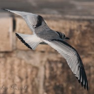 2cy (1�inverno), gennaio