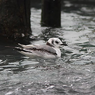 2cy (1�inverno), Venezia, 31.01.2013