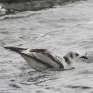 2cy (1�inverno), Venezia, 31.01.2013