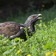 maschio, Lessinia (VR), 30.06.2009