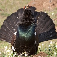 maschio, Lessinia (VR), 19.04.2010