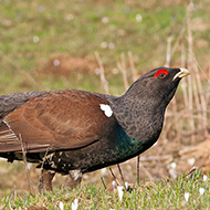 maschio, Lessinia (VR), 19.04.2010