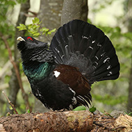 maschio, Monte Grappa (TV), 1.05.2018