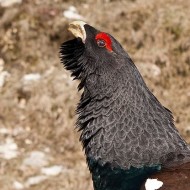 maschio, Lessinia (VR), 19.04.2010