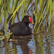 adulto, Nogara (VR), 21.03.2013