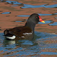 adulto, Treviso, 8.02.2015