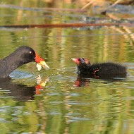 adulto con pulli, Venezia, 9.06.2008