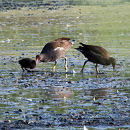 nucleo familiare con adulto, giovane e e pullo, Nogara (VR), 15.08.2009