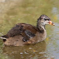 pullo, Vallesina (VE), 1.07.2013