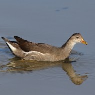 giovane, Delta del Po (RO), 27.08.2012